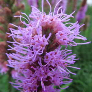 リアトリスの花穂に密集する紫の小花を近くから撮影した無料写真素材