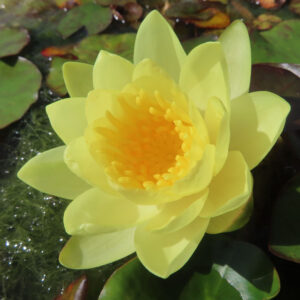 黄色いスイレンの花びらとしべを斜め上から撮影した無料写真素材