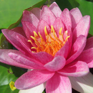 濃い紅色のスイレンの花びらとしべを近くから撮影した無料写真素材