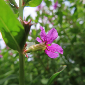横向きに咲くミソハギの花と筒状の萼を下から撮影した無料写真素材