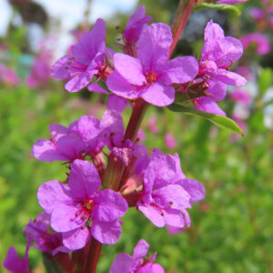 茎に連なって咲く複数のミソハギの紫花を撮影した無料写真素材
