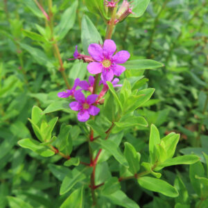 葉を茂らせて縦に伸びるミソハギの花茎を撮影した無料写真素材