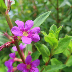 ミソハギの紫花と若い緑の葉を一緒に撮影した無料写真素材