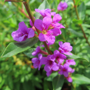 前後に重なって咲くミソハギの花を緑の背景で撮影した無料写真素材
