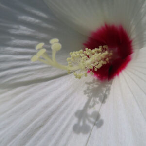アメリカフヨウの赤い花芯と長く伸びるしべを接写した無料写真素材