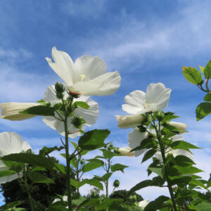 青空を背景に複数のアメリカフヨウの白花とつぼみを見上げた無料写真素材
