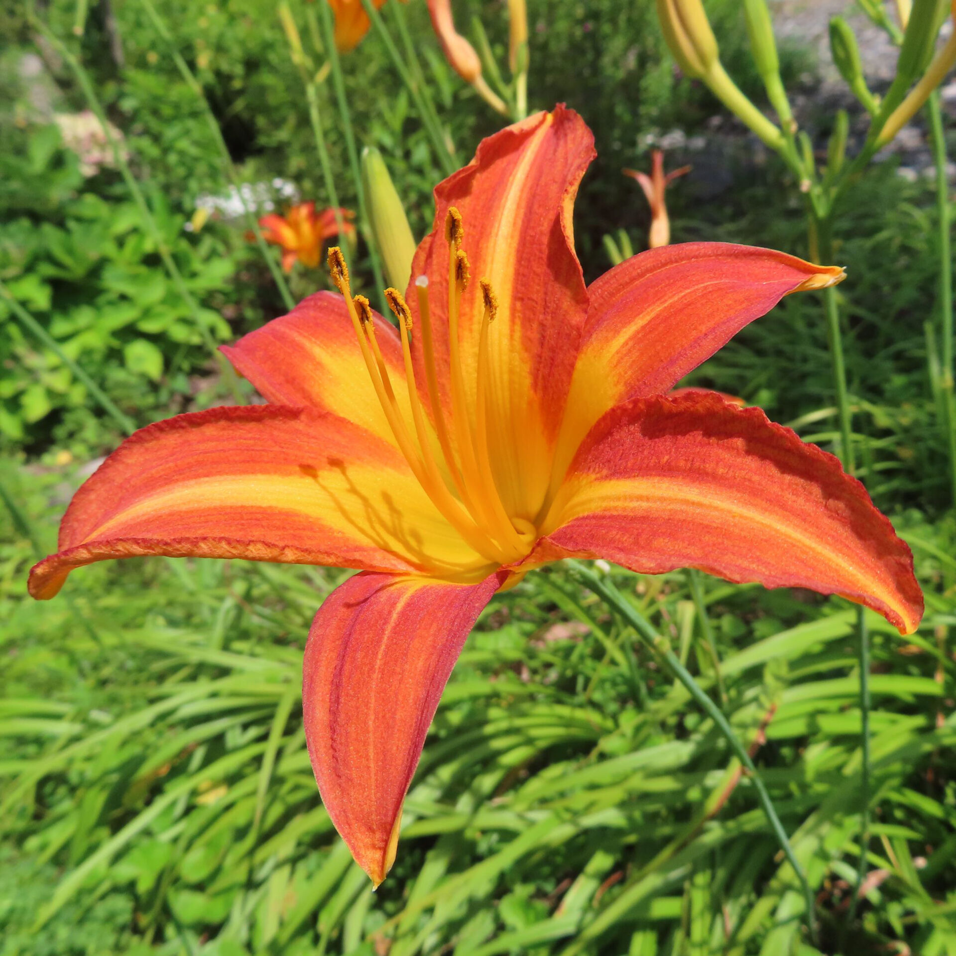 緑の草を背景に橙色のノカンゾウを正面から撮影した無料写真素材