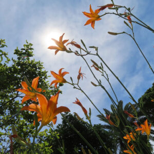 青空の下で高く伸びるノカンゾウの花とつぼみを見上げた無料写真素材
