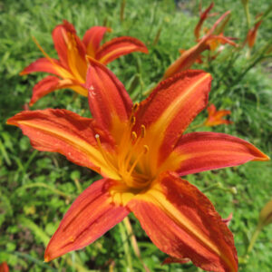 重なって咲くノカンゾウの橙色の花を近くから撮影した無料写真素材