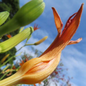 青空を背景に開花直前のノカンゾウのつぼみを接写した無料写真素材