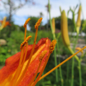 ノカンゾウの雄しべと黄色い花粉を近くから撮影した無料写真素材