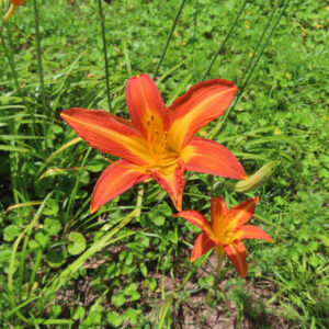 緑の葉の中で並んで咲く二輪のノカンゾウを上から撮影した無料写真素材