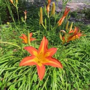 草地にまとまって咲くノカンゾウの花と多数のつぼみを撮影した無料写真素材