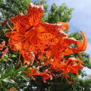 木立を背景に密集して咲くオニユリの花を撮影した無料写真素材