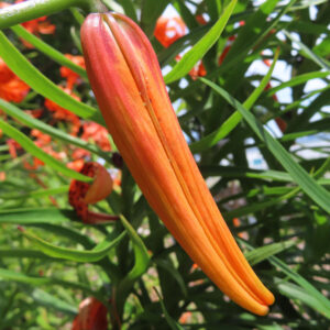 開花直前の細長いオニユリの橙色のつぼみを接写した無料写真素材