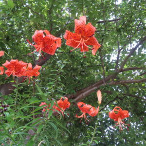 葉の付け根に黒紫色のムカゴが見えるオニユリの群生と花を撮影した無料写真素材