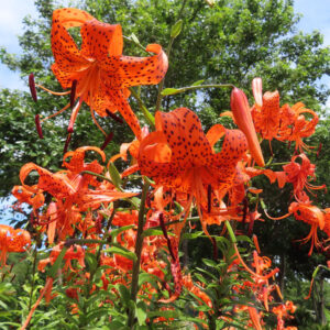 青空を背景に多数のオニユリが咲く夏の群生を撮影した無料写真素材