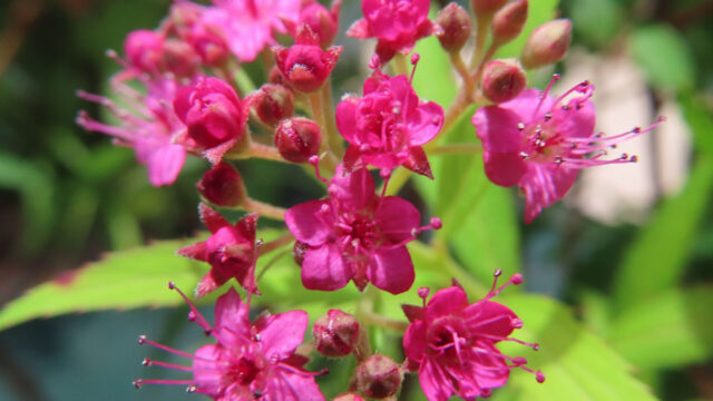 緑の葉を背景に咲き始めた濃い桃色のシモツケの花房を撮影した無料写真素材