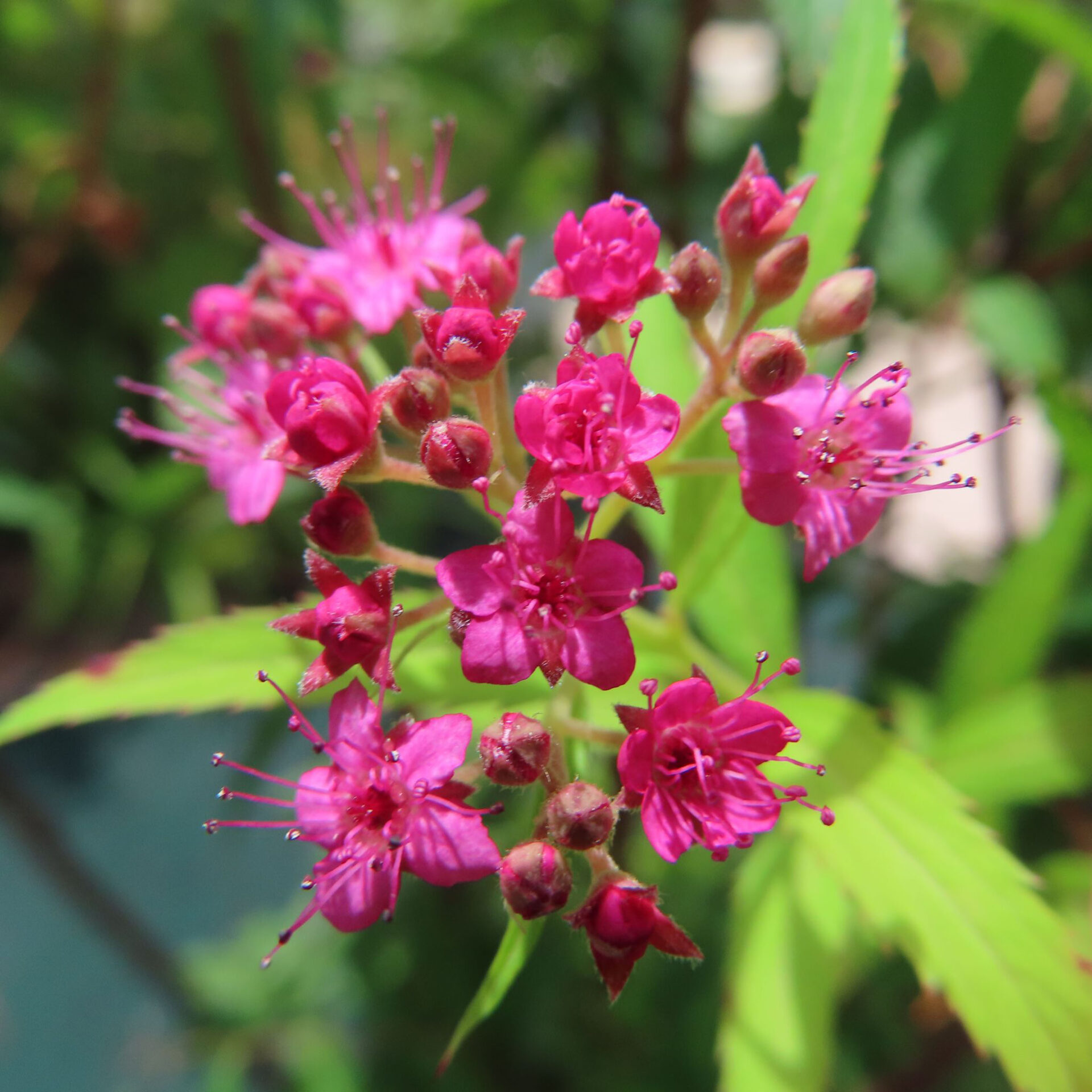 緑の葉を背景に咲き始めた濃い桃色のシモツケの花房を撮影した無料写真素材