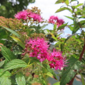 枝先に咲くピンク色のシモツケの花房と葉を広く撮影した無料写真素材