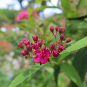 丸いつぼみと咲き始めの小花が並ぶシモツケの花房を接写した無料写真素材