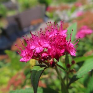 五枚の花びらと長いしべが集まるシモツケの花房を近くから撮影した無料写真素材