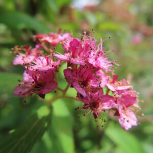 色が淡くなり始めたシモツケの花と長いしべを横から撮影した無料写真素材