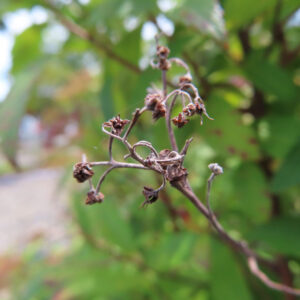 乾いて枝先に残るシモツケの花後の姿を撮影した無料写真素材
