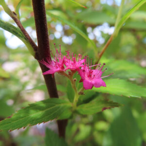 赤褐色の茎の脇に咲くピンク色のシモツケの花を撮影した無料写真素材