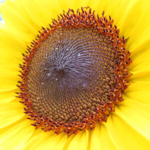 ミニヒマワリの中心に並ぶ小花の規則的な模様を大きく接写した無料写真素材