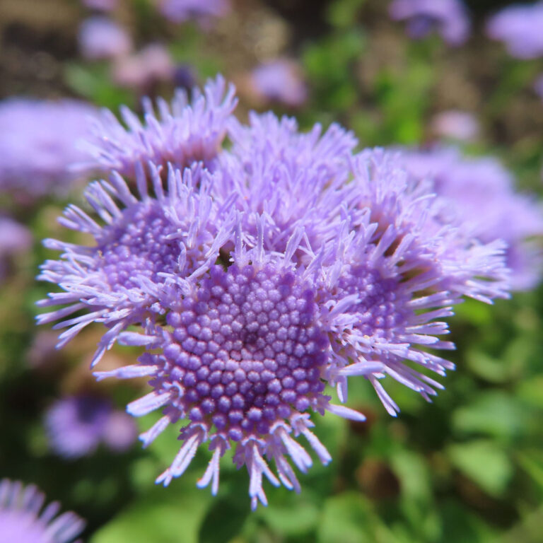 アゲラタムの花写真