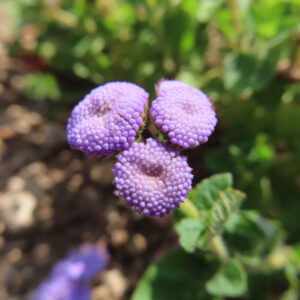 青紫に色づいたアゲラタムの丸いつぼみを近くから撮影した無料写真素材