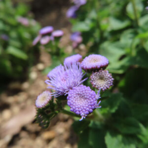 つぼみと開き始めの小花が混じるアゲラタムの花房の無料写真素材