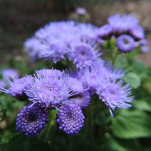 つぼみから満開までが一つの花房に重なるアゲラタムの接写写真