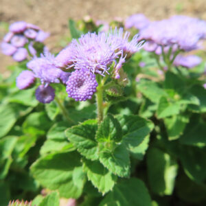 茎の先でつぼみと青紫の花を同時に見せるアゲラタムの無料写真素材