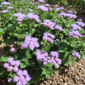 青紫のアゲラタムが花壇に群れて咲く様子を撮影した無料写真素材