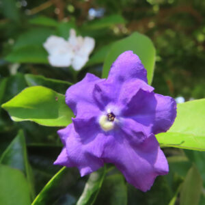 紫色の5裂したバンマツリの花を正面から捉え、白い筒部と暗い中心が見える接写写真