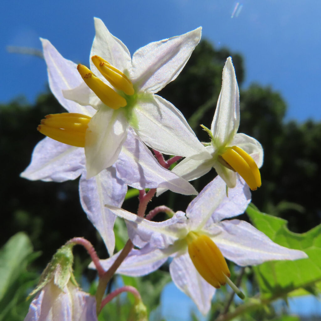 青空を背景に白から淡紫色の星形のワルナスビの花が重なり、黄色い葯が突き出す接写写真