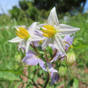 白から淡紫色の星形のワルナスビの花を二輪正面から捉え、黄色い葯と緑の雌しべが見える写真