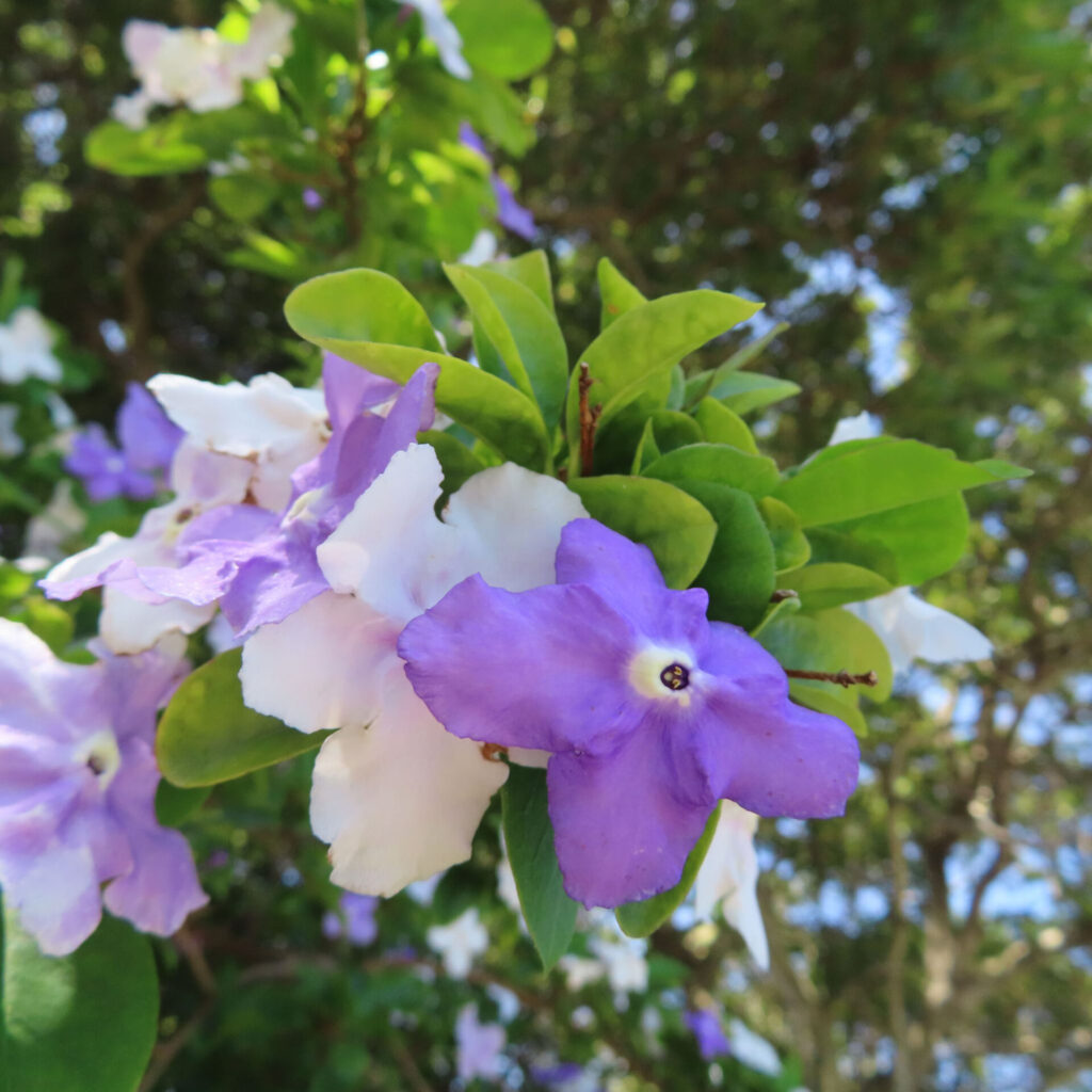 同じ枝先に紫色、薄紫色、白色のバンマツリの花が並ぶ様子を写した写真