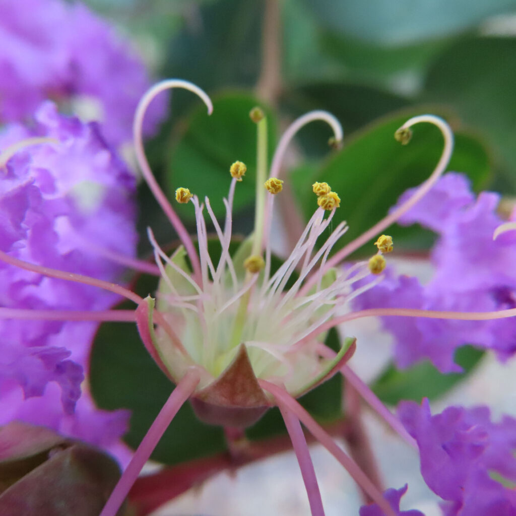 紫色のサルスベリの花芯と長く湾曲するしべを大きく撮影した無料写真素材