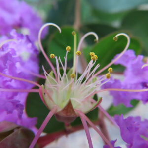 紫色のサルスベリの花芯と長く湾曲するしべを大きく撮影した無料写真素材