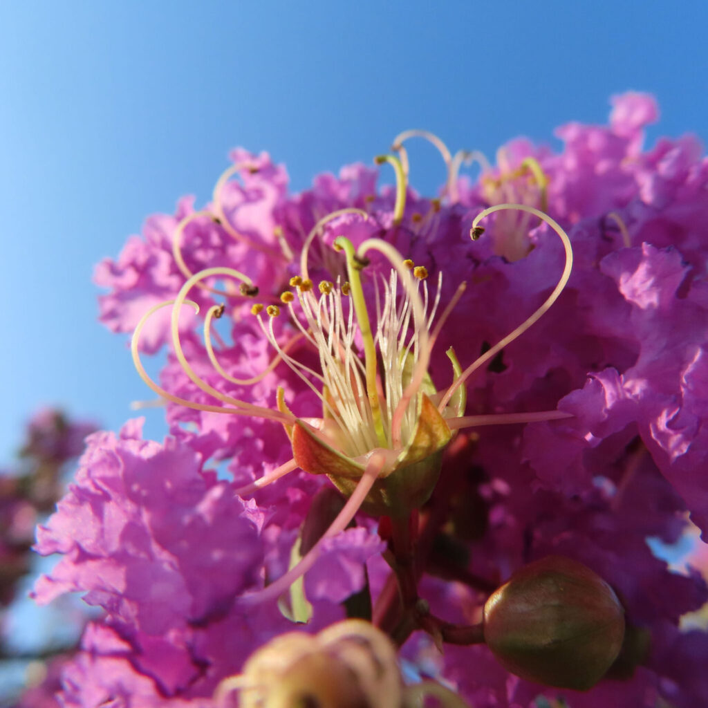 3 濃い花の満開 濃い紅色の花びらと金色のしべが、夏空に向かって力強く広がります。