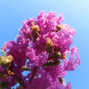 青空に向かって咲く濃い紅色のサルスベリの花房を見上げて撮影した無料写真素材