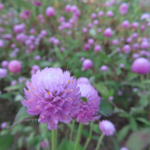 草や地面の近くで、紫色のセンニチコウがまとまって咲く様子を捉えた写真。花の輪郭が背景から浮かび上がる構図です。