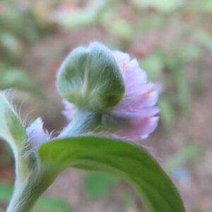 白い毛のある茎葉 つぼみの周囲の葉や茎に近づくと、やわらかな白い毛まで写っています。