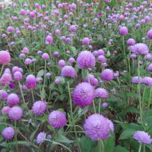 5 群れて咲く 多くの花序が色を保ちながら咲き続け、花壇に紫のリズムを作ります。