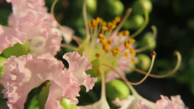 淡い桃色のサルスベリの縮れた花びらと長いしべを光の中で撮影した無料写真素材