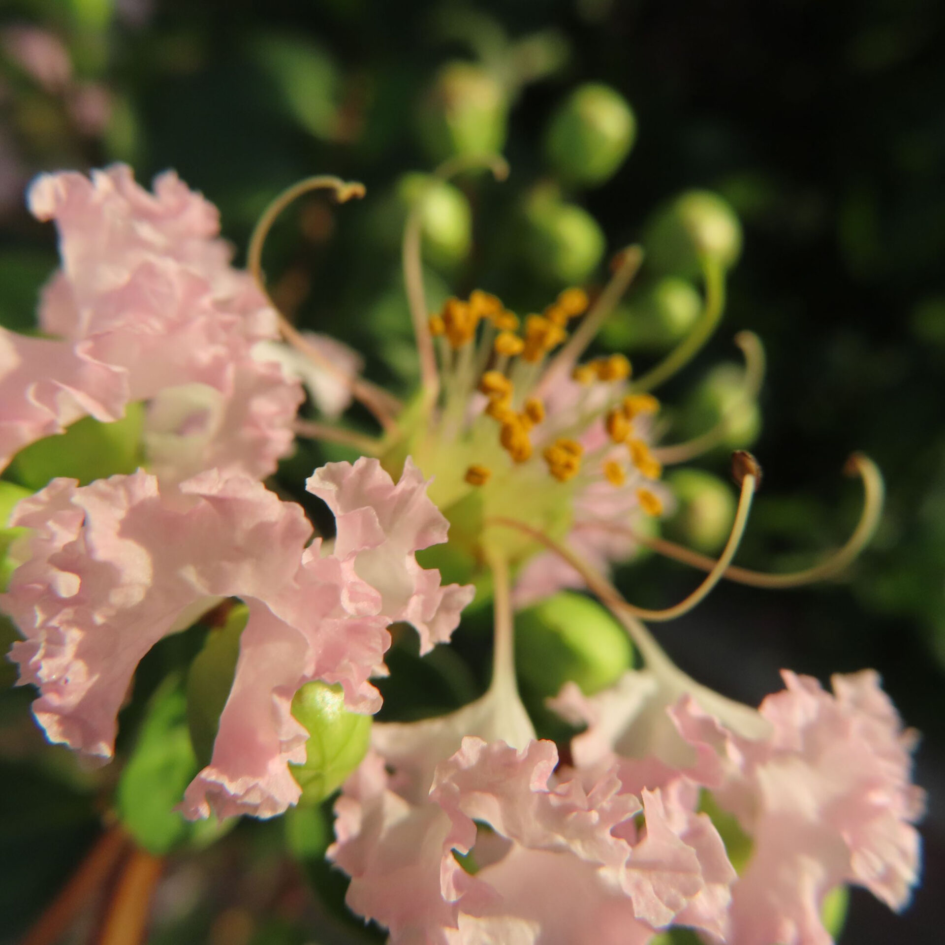 淡い桃色のサルスベリの縮れた花びらと長いしべを光の中で撮影した無料写真素材