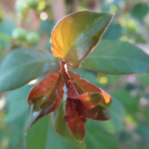 サルスベリの花びらが落ちたあとの赤みを帯びた萼と葉を逆光で撮影した無料写真素材